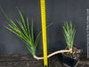 Sansevieria francisii, snake plant, Schwiegermutterzunge, organically grown succulent plants for sale at TOMs FLOWer CLUB.