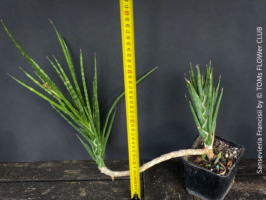 Sansevieria francisii, snake plant, Schwiegermutterzunge, organically grown succulent plants for sale at TOMs FLOWer CLUB.