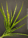 Sansevieria francisii, snake plant, Schwiegermutterzunge, organically grown succulent plants for sale at TOMs FLOWer CLUB.