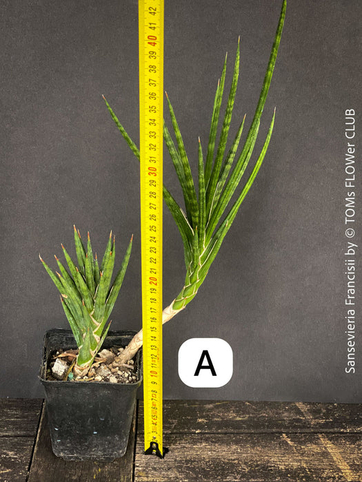 sansevieria francisii for sale Sansevieria Francisii