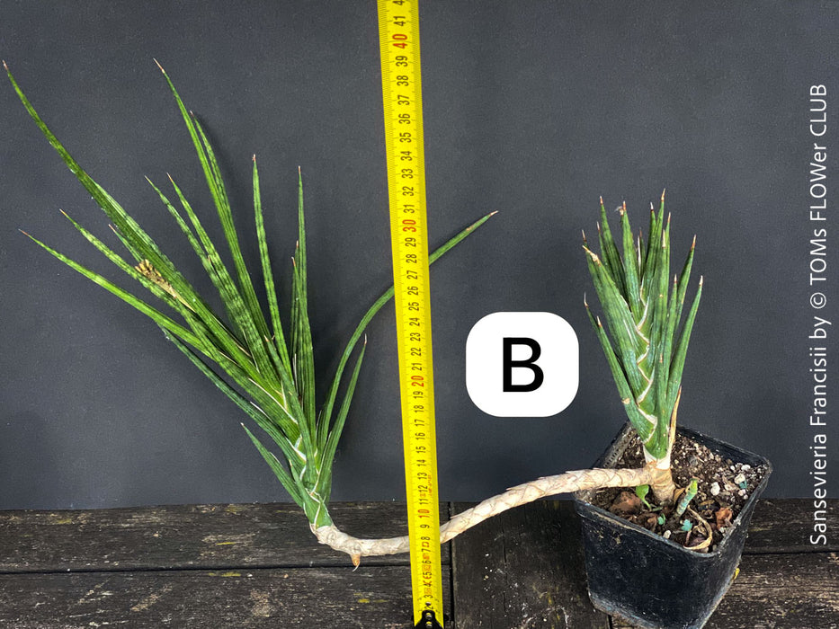sansevieria francisii flower Sansevieria Francisii