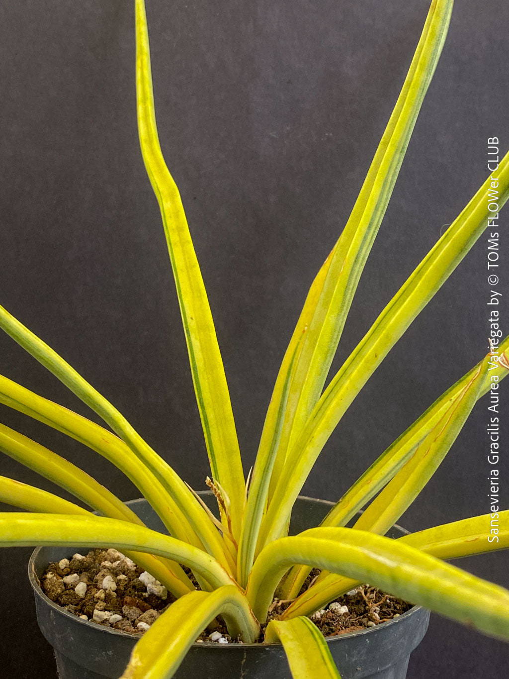 sansevieria gracilis Sansevieria Gracilis Aurea Variegata