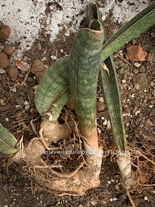 Sansevieria Hallii, Snake plant, Schwiegermutter Zunge, Svokryne jazyky, organically grown succulent plants for sale at TOMs FLOWer CLUB.