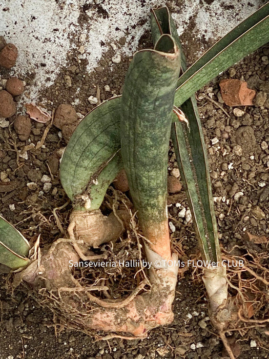 sansevieria hallii Sansevieria Hallii | organically grown succulent plants