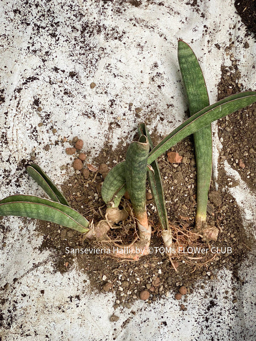 Sansevieria Hallii, Snake plant, Schwiegermutter Zunge, Svokryne jazyky, organically grown succulent plants for sale at TOMs FLOWer CLUB.