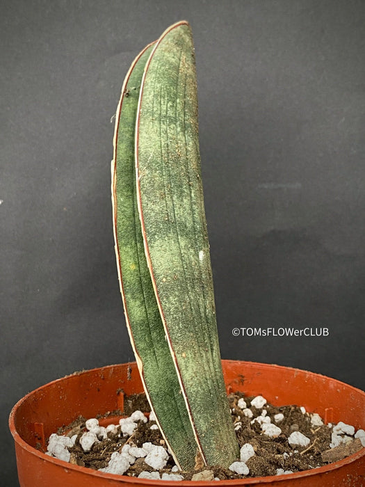 sansevieria hallii Sansevieria Hallii | organically grown succulent plants
