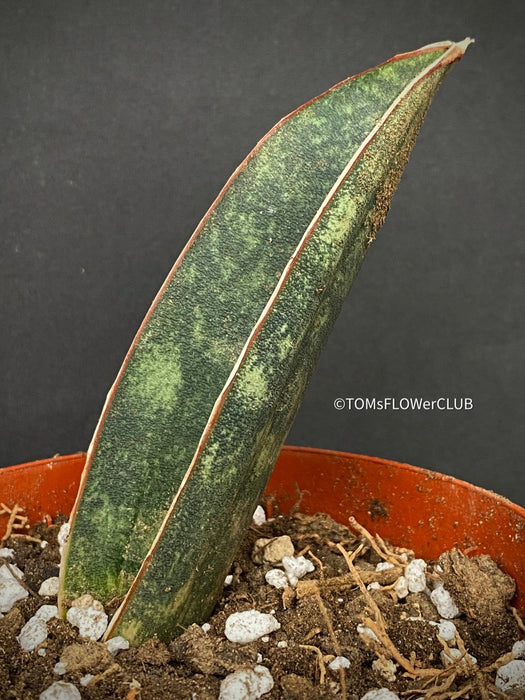 sansevieria hallii Sansevieria Hallii | organically grown succulent plants