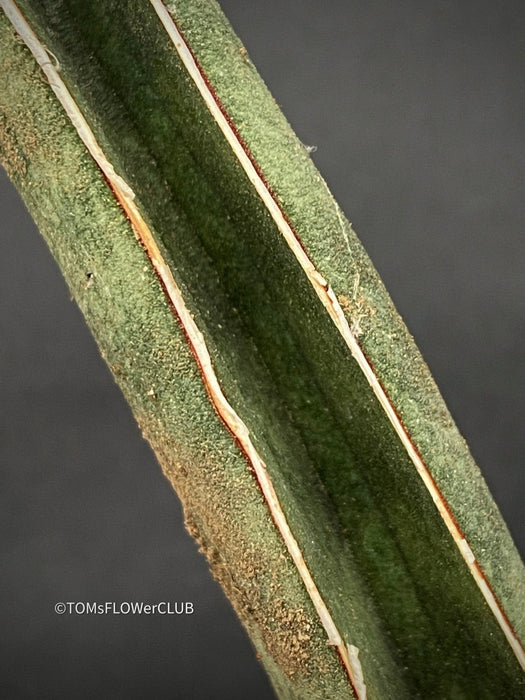 Sansevieria Hallii, Snake plant, Schwiegermutter Zunge, Svokryne jazyky, organically grown succulent plants for sale at TOMs FLOWer CLUB.