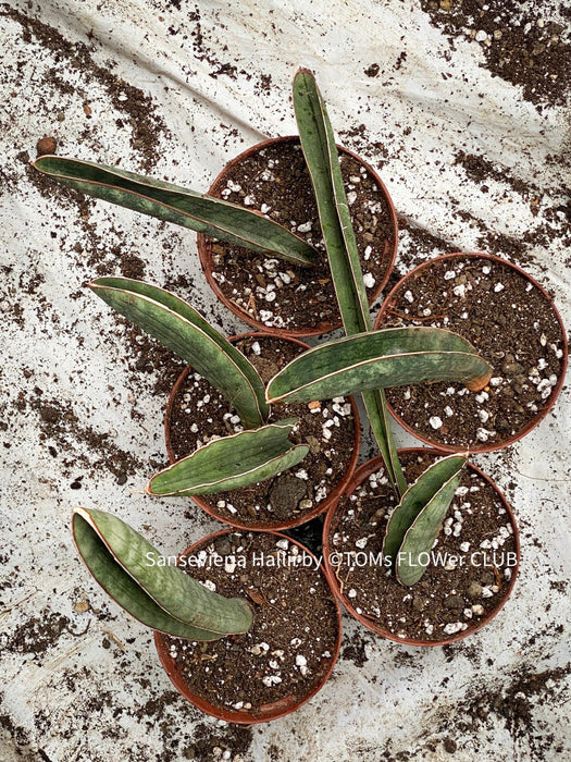 Sansevieria Hallii, Snake plant, Schwiegermutter Zunge, Svokryne jazyky, organically grown succulent plants for sale at TOMs FLOWer CLUB.