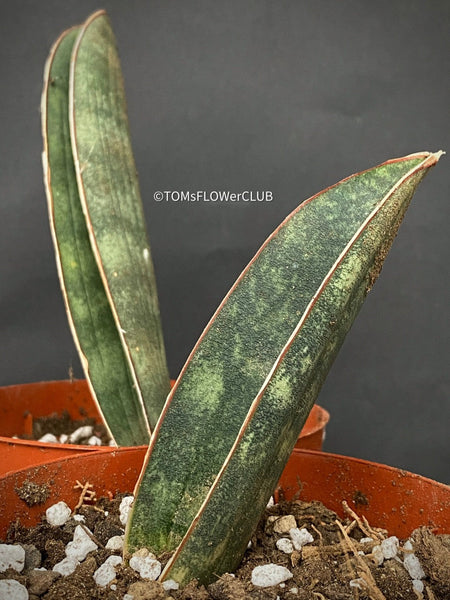 Sansevieria Hallii, Snake plant, Schwiegermutter Zunge, Svokryne jazyky, organically grown succulent plants for sale at TOMs FLOWer CLUB.