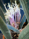 Sansevieria Hallii, Snake plant, Schwiegermutter Zunge, Svokryne jazyky, organically grown succulent plants for sale at TOMs FLOWer CLUB.