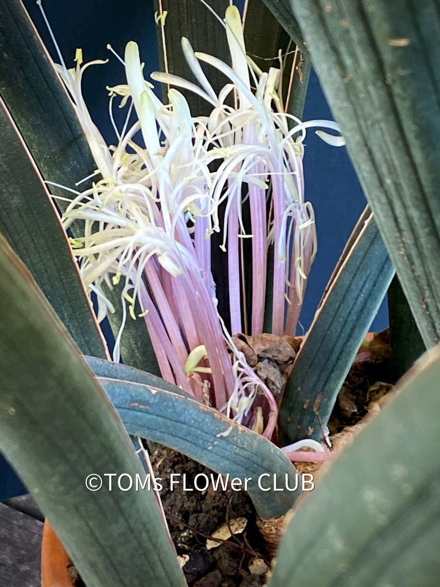 Sansevieria Hallii | organically grown succulent plants