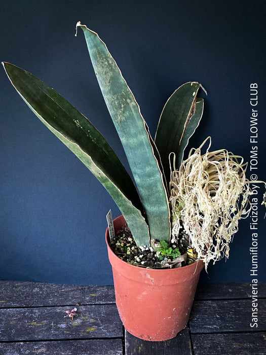 Sansevieria Humiflora Ficizola crossing Zimbabwe R1881, organically grown succulent sansevieria plants for sale at TOMs FLOWer CLUB. 