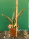 Sansevieria Humiflora Ficizola crossing Zimbabwe R1881, organically grown succulent sansevieria plants for sale at TOMs FLOWer CLUB. 