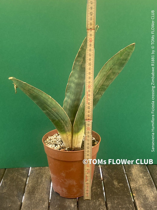 Sansevieria Humiflora Ficizola crossing Zimbabwe R1881, organically grown succulent sansevieria plants for sale at TOMs FLOWer CLUB. 