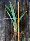 Sansevieria Humiflora Ficizola crossing Zimbabwe R1881, organically grown succulent sansevieria plants for sale at TOMs FLOWer CLUB. 