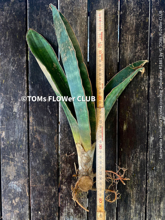 Sansevieria Humiflora Ficizola crossing Zimbabwe R1881, organically grown succulent sansevieria plants for sale at TOMs FLOWer CLUB. 