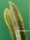 Sansevieria Humiflora Ficizola crossing Zimbabwe R1881, organically grown succulent sansevieria plants for sale at TOMs FLOWer CLUB. 