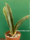 Sansevieria Humiflora Ficizola crossing Zimbabwe R1881, organically grown succulent sansevieria plants for sale at TOMs FLOWer CLUB. 