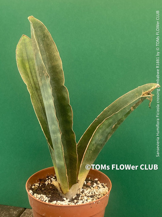 Sansevieria Humiflora Ficizola crossing Zimbabwe R1881, organically grown succulent sansevieria plants for sale at TOMs FLOWer CLUB. 