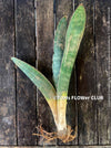 Sansevieria Humiflora Ficizola crossing Zimbabwe R1881, organically grown succulent sansevieria plants for sale at TOMs FLOWer CLUB. 