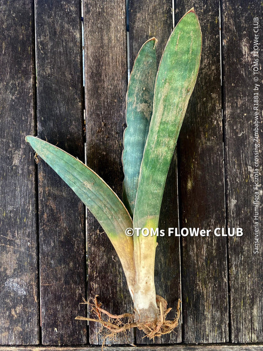 Sansevieria Humiflora Ficizola crossing Zimbabwe R1881, organically grown succulent sansevieria plants for sale at TOMs FLOWer CLUB. 