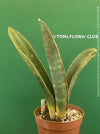 Sansevieria Humiflora Ficizola crossing Zimbabwe R1881, organically grown succulent sansevieria plants for sale at TOMs FLOWer CLUB. 