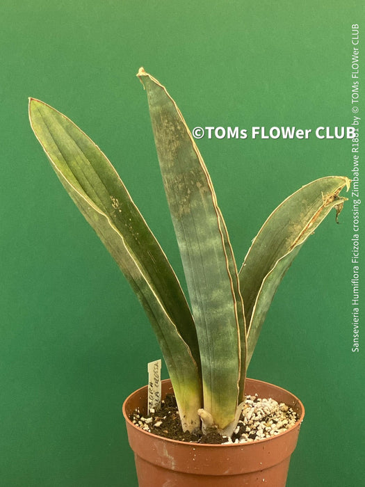 sansevieria humiflora Sansevieria Humiflora Ficizola crossing Zimbabwe R1881 | organically grown succulent plants