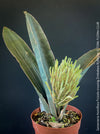 Sansevieria Humiflora Ficizola crossing Zimbabwe R1881, organically grown succulent sansevieria plants for sale at TOMs FLOWer CLUB. 