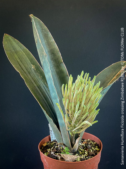 Sansevieria Humiflora Ficizola crossing Zimbabwe R1881, organically grown succulent sansevieria plants for sale at TOMs FLOWer CLUB. 