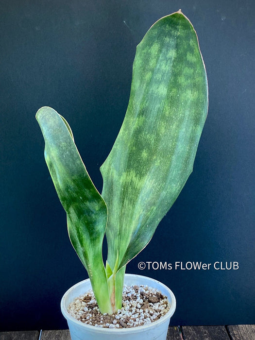 Sansevieria Hyacinthoides, ORGANICALLY GROWN SUCCULENT PLANT FOR SALE AT TOMs FLOWer CLUB.