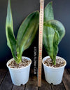 Sansevieria Hyacinthoides, ORGANICALLY GROWN SUCCULENT PLANT FOR SALE AT TOMs FLOWer CLUB.