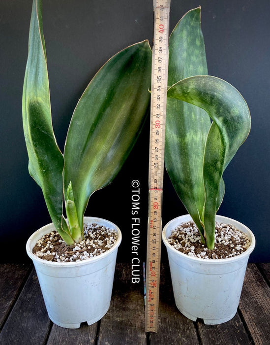 Sansevieria Hyacinthoides, ORGANICALLY GROWN SUCCULENT PLANT FOR SALE AT TOMs FLOWer CLUB.