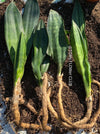 Sansevieria Hyacinthoides, ORGANICALLY GROWN SUCCULENT PLANT FOR SALE AT TOMs FLOWer CLUB.