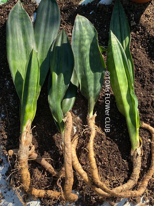 Sansevieria Hyacinthoides, ORGANICALLY GROWN SUCCULENT PLANT FOR SALE AT TOMs FLOWer CLUB.