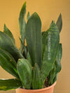 Sansevieria Hyacinthoides, organically grown succulent plants for sale at TOMs FLOWer CLUB.