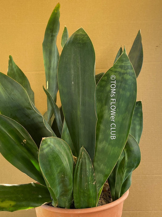 Sansevieria Hyacinthoides, organically grown succulent plants for sale at TOMs FLOWer CLUB.