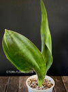 Sansevieria Hyacinthoides, ORGANICALLY GROWN SUCCULENT PLANT FOR SALE AT TOMs FLOWer CLUB.