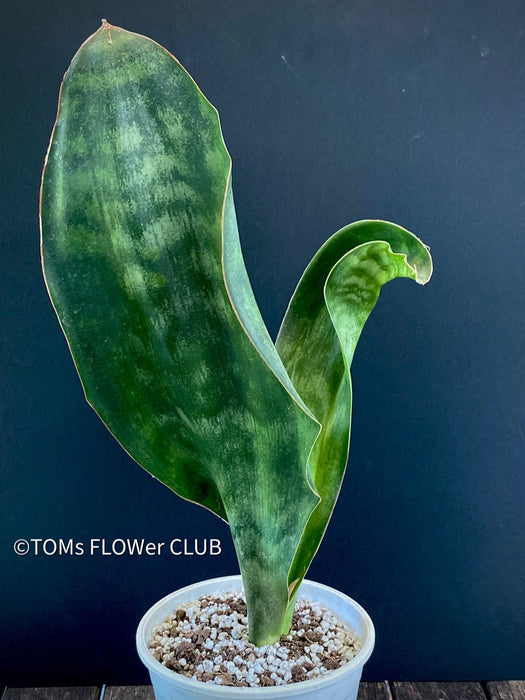 Sansevieria Hyacinthoides, ORGANICALLY GROWN SUCCULENT PLANT FOR SALE AT TOMs FLOWer CLUB.