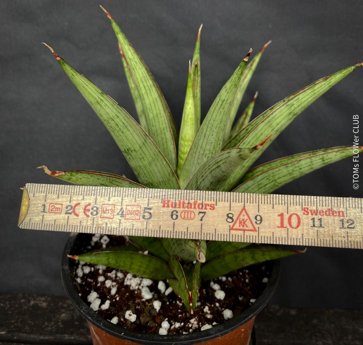 sansevieria ayo crown Sansevieria Jewel Crown