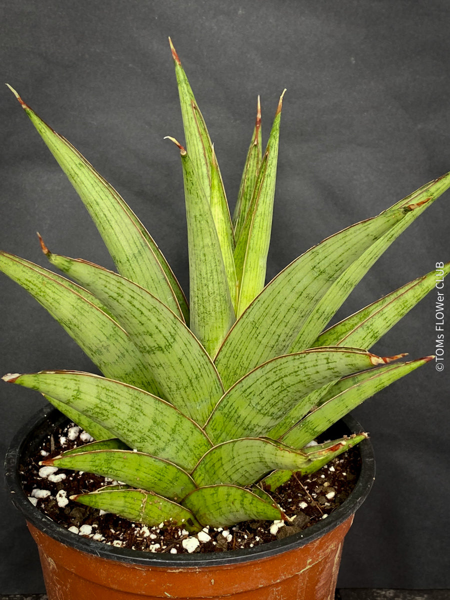 Sansevieria Jewel Crown | organically grown succulent plants