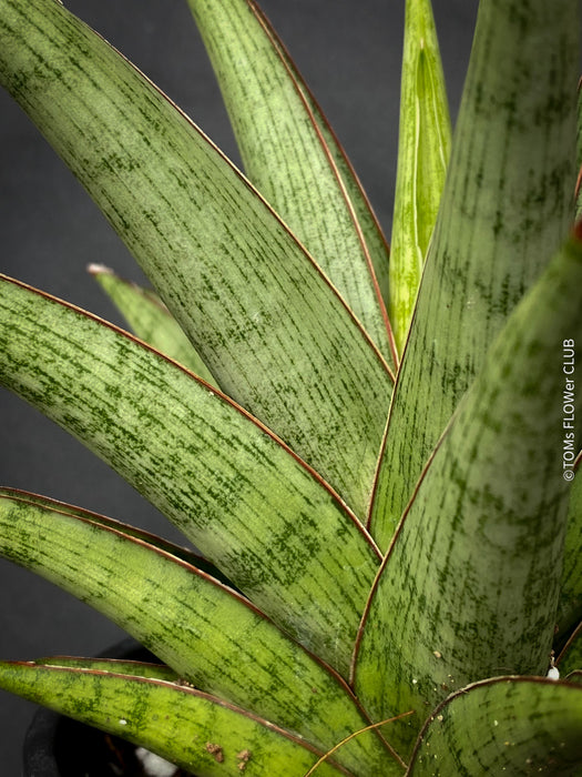 sansevieria danish crown Sansevieria Jewel Crown | organically grown succulent plants