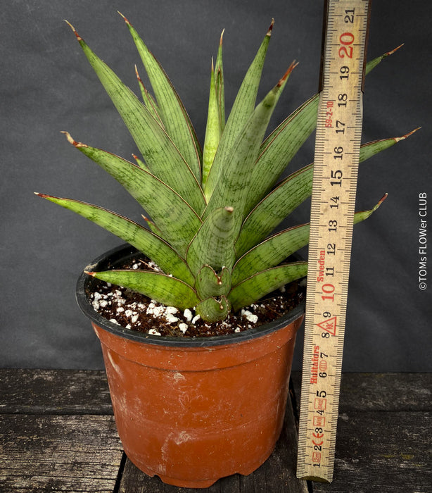 sansevieria crown Sansevieria Jewel Crown | organically grown succulent plants