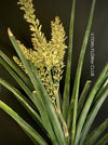 Sansevieria Katana, organically grown succulent plants for sale at TOMs FLOWer CLUB.