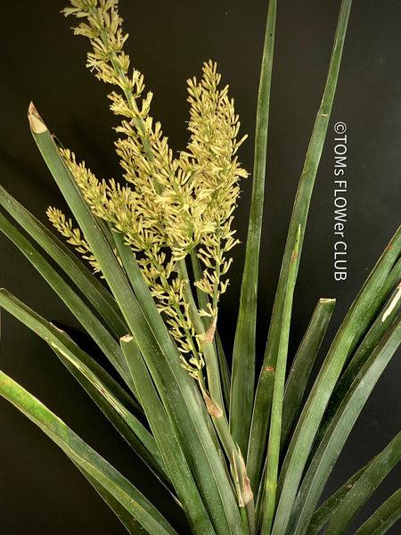 Sansevieria Katana, organically grown succulent plants for sale at TOMs FLOWer CLUB.