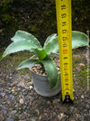 Sansevieria Katana, snake plant, organically grown succulent plants for sale at TOMs FLOWer CLUB.