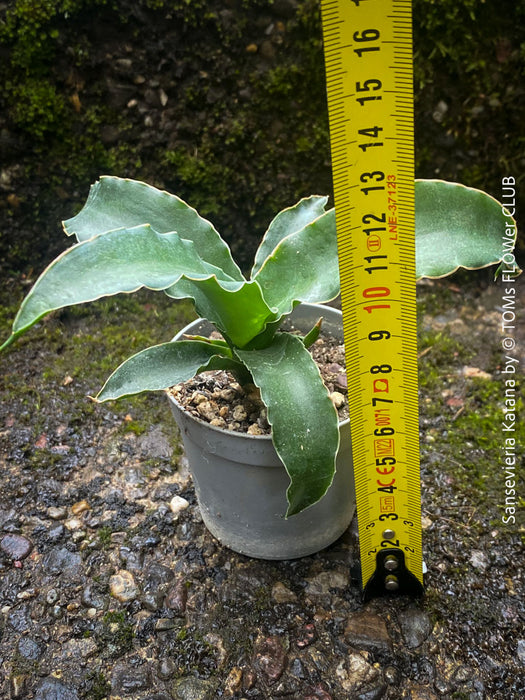 Sansevieria Katana, snake plant, organically grown succulent plants for sale at TOMs FLOWer CLUB.