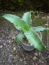 Sansevieria Katana, snake plant, organically grown succulent plants for sale at TOMs FLOWer CLUB.