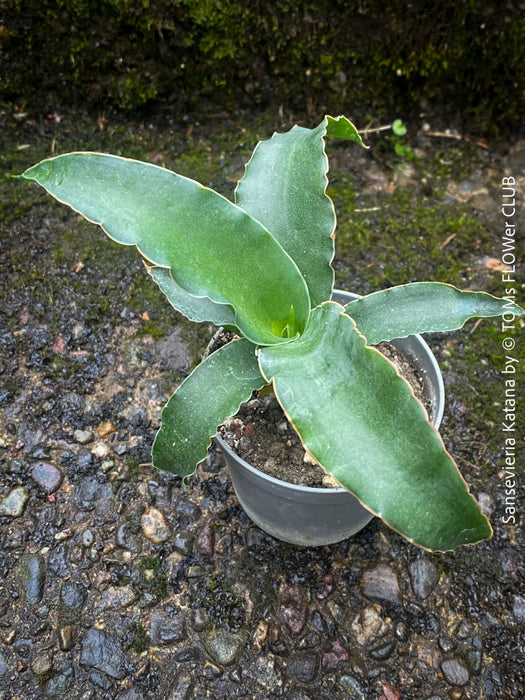 Sansevieria Katana, snake plant, organically grown succulent plants for sale at TOMs FLOWer CLUB.