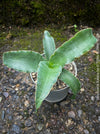 Sansevieria Katana, snake plant, organically grown succulent plants for sale at TOMs FLOWer CLUB.